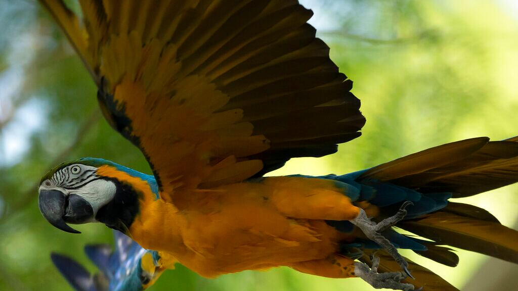 Guacamaya azulamarilla visita el zoológico de Río