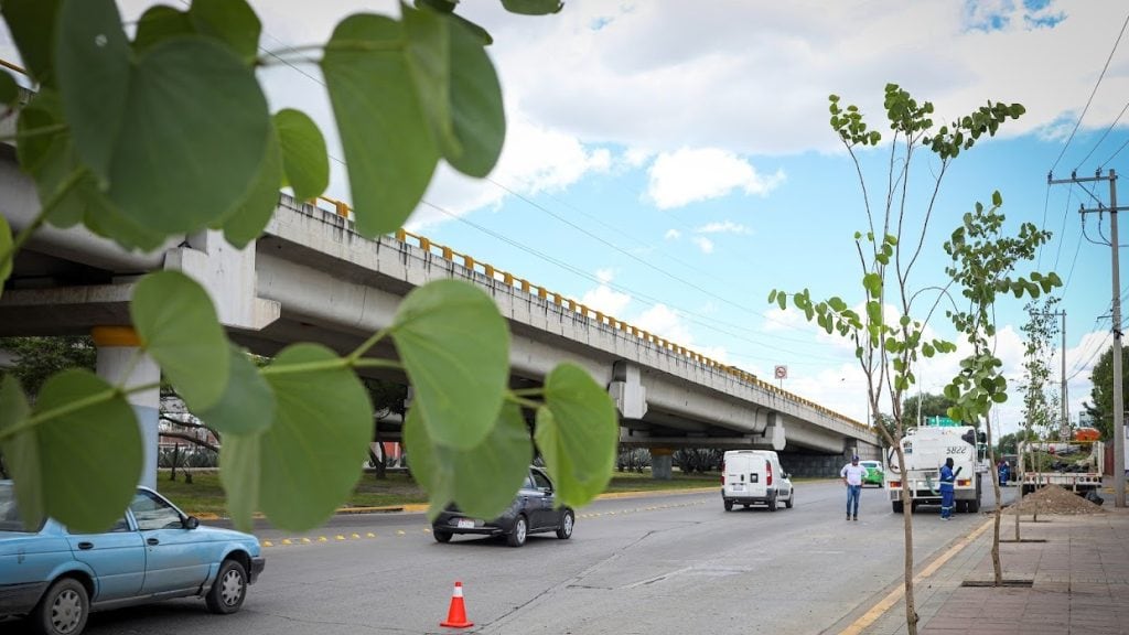 Trabajos de poda y control de plagas en León buscan evitar la caída de árboles durante lluvias y vientos fuertes