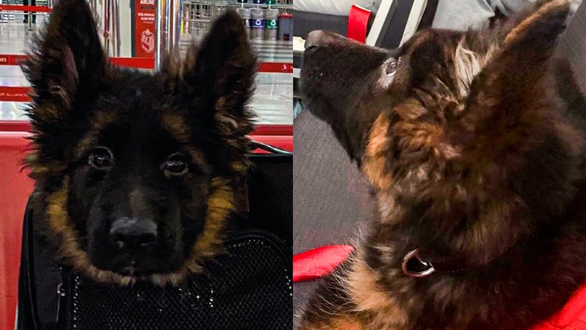 Será entrenado por elementos de la Sedena. (Especial)