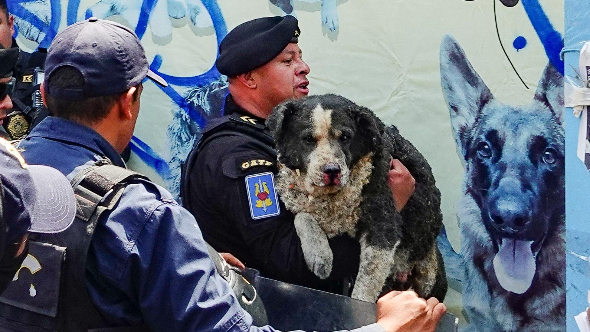¿Cuál es el estado de salud de los perros rescatados de explosión en Tlalpan?