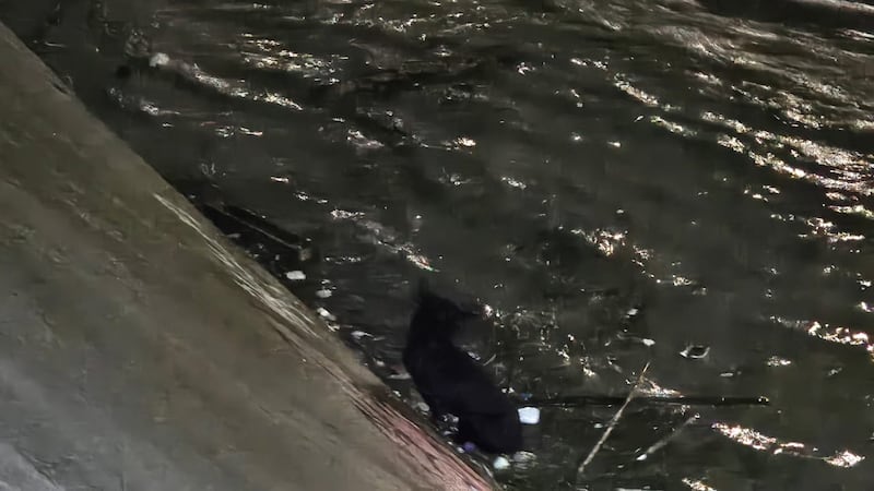 Perrito es rescatado de la corriente del arroyo El Obispo.