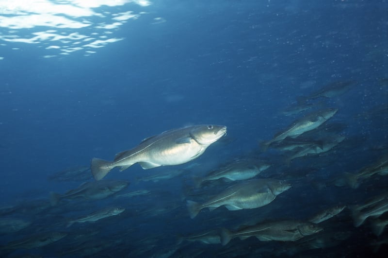 Bacalao noruego sustentable