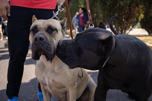 Clara Brugada va por cero perros en situación de calle en CDMX; llama a no abandonar mascotas
