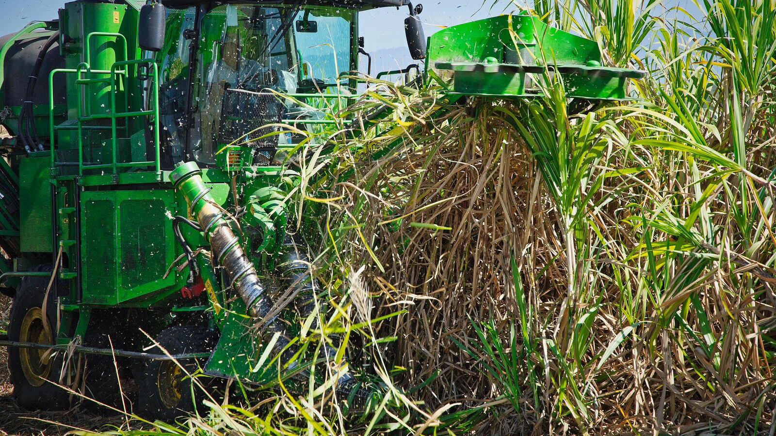 Jalisco se posiciona como el segundo lugar a nivel nacional en producción de caña. Foto: Cortesía.