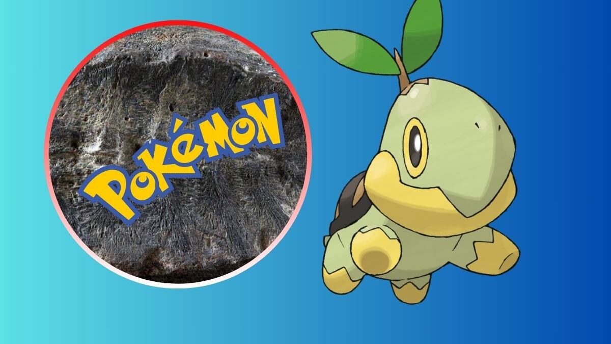 Confunden tortuga bebé con fósil de planta y le apodan como un Pokémon