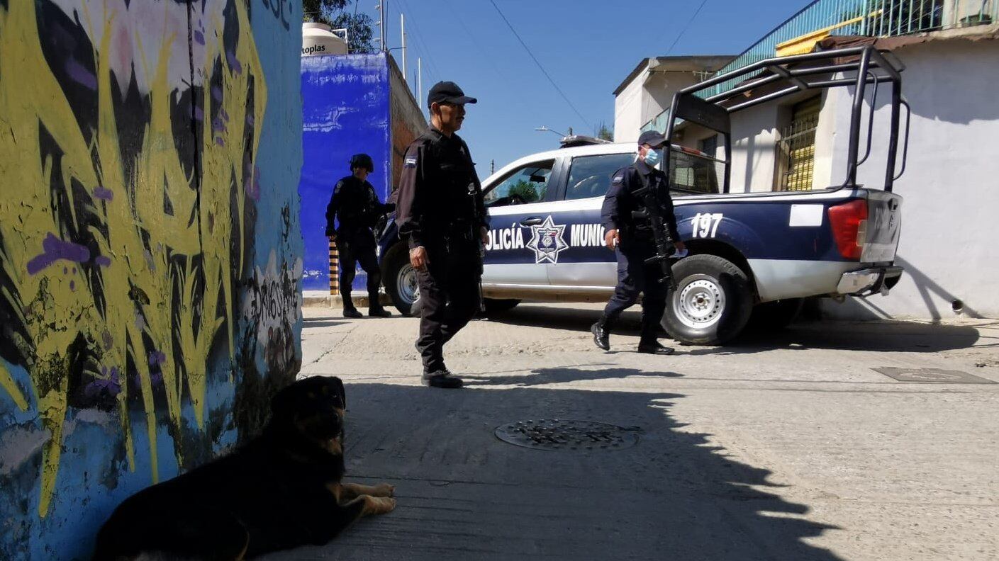 Un perro que transportaba una extremidad humana en Oaxaca descansa mientras policías municipales aseguran el miembro humano.