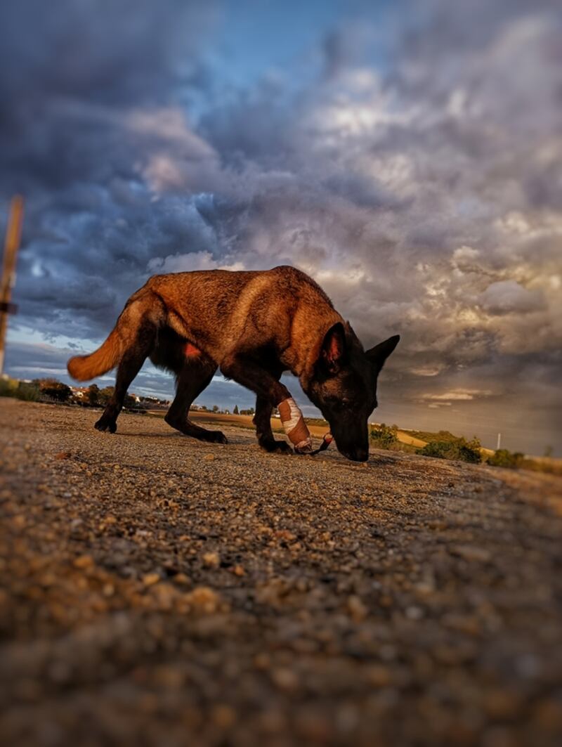 perro pastor alemán, misma raza que el perro rescatista Wilson