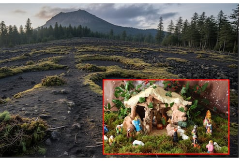 Arrancar musgo por Navidad pone al Cofre de Perote al borde de la calvicie ecológica