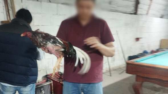 Así fueron rescatados gallos que eran usados para peleas clandestinas en Rumicucho