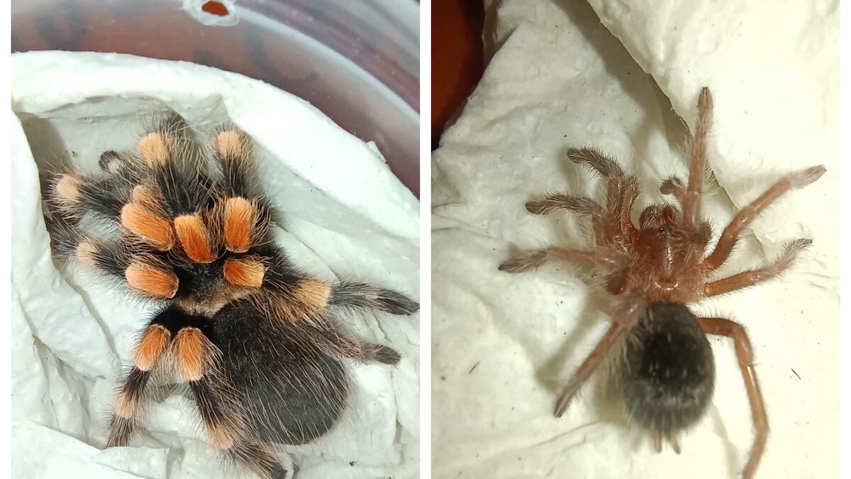 Fueron halladas en una empresa de paquetería. (Especial)