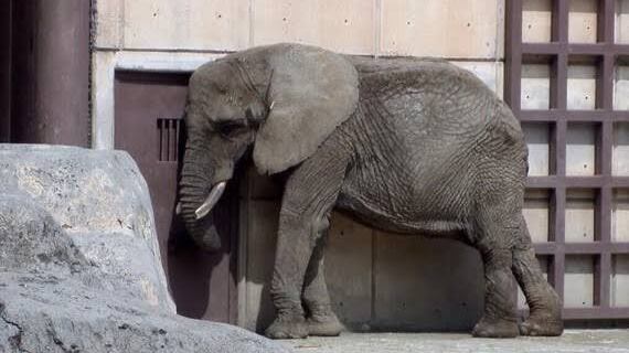 Salvan a jirafa Benito y van al recate de elefanta Ely, la más triste del mundo