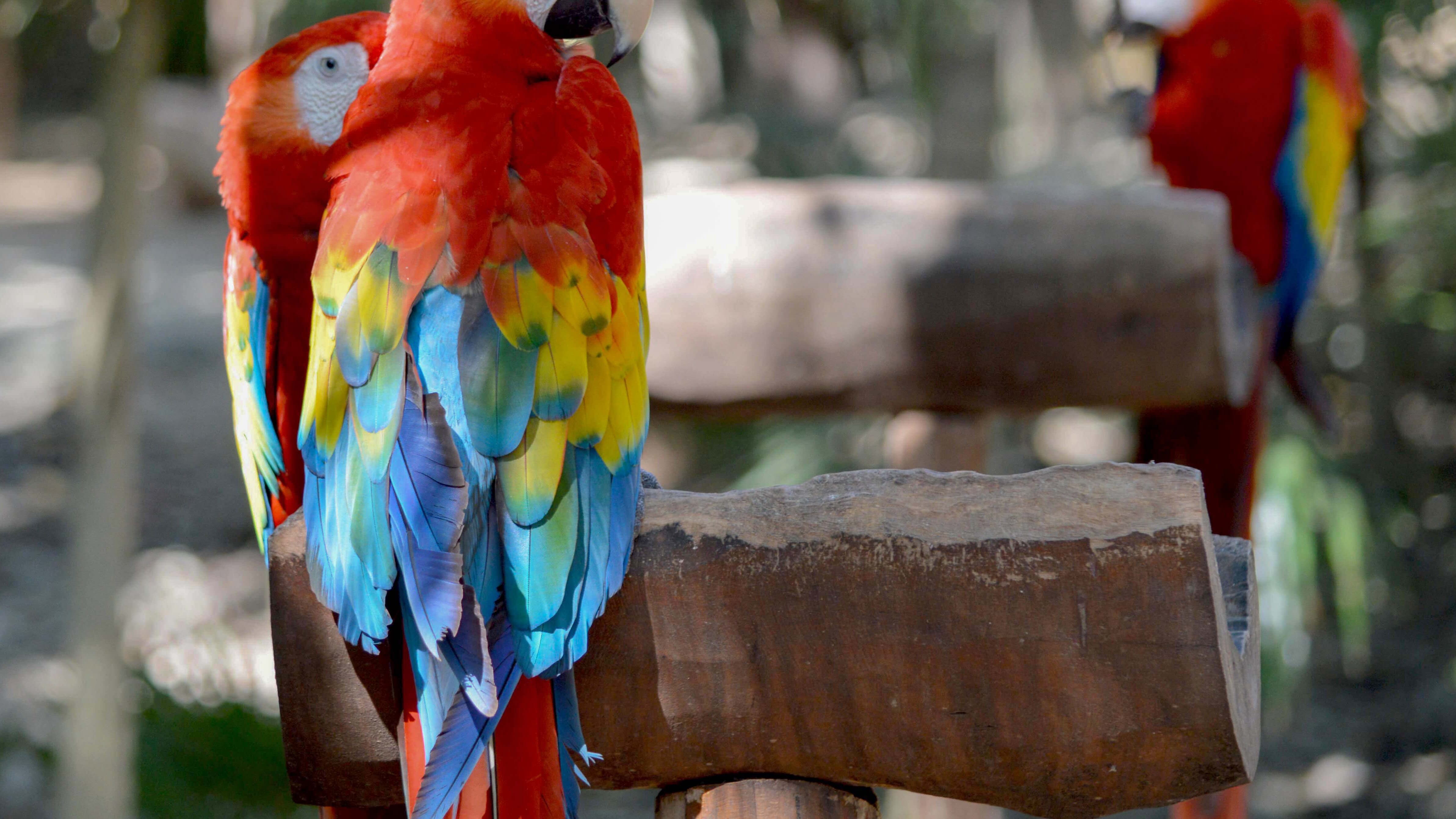 Dentro del aviario de Xcaret donde los visitantes al parque puede conocer el habitan de más de 44 especies ya que se han reproducido con éxito en diversos especímenes como la guacamaya roja
