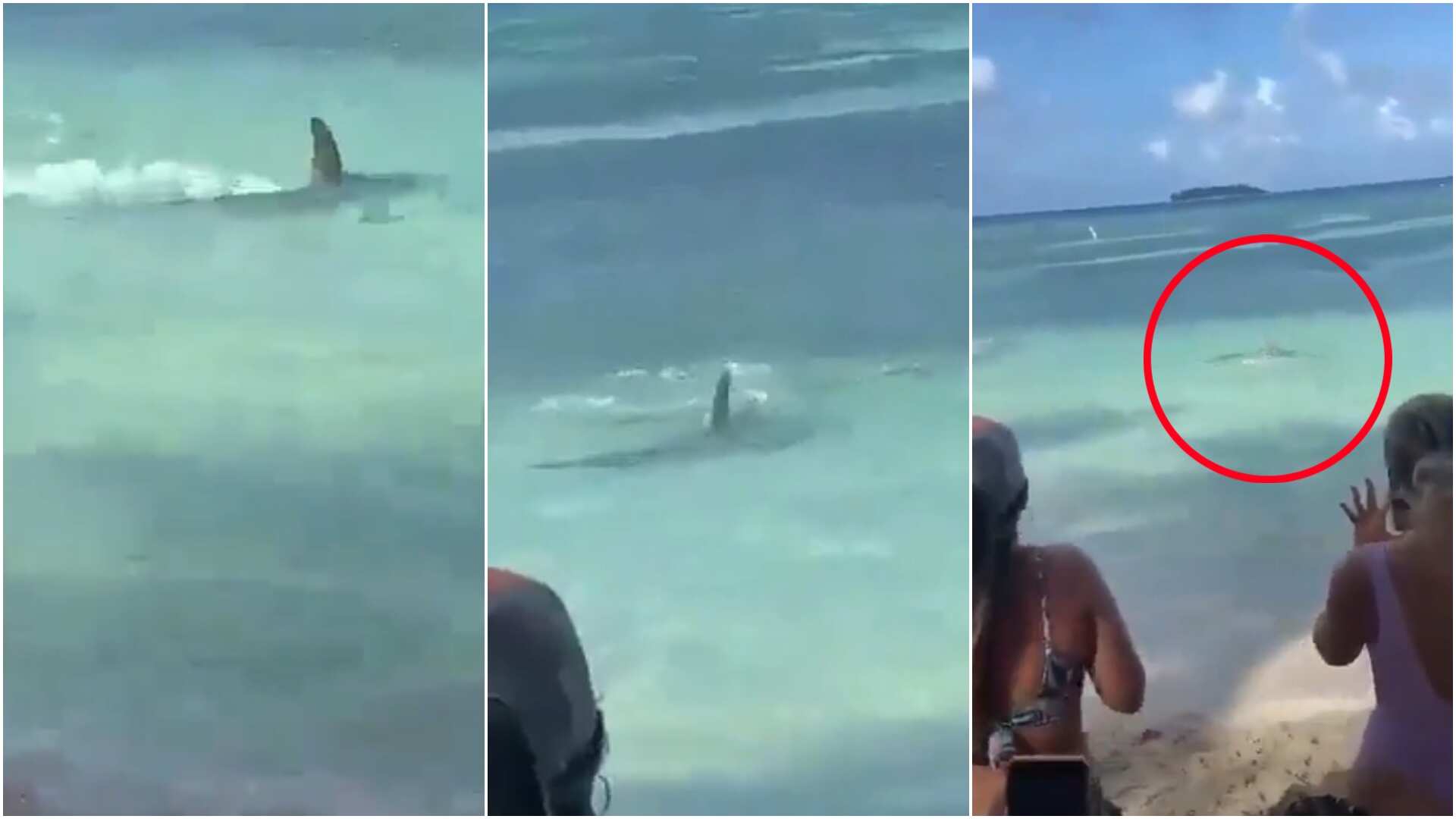 Tiburón en las playas de San Andrés causó pánico entre los turistas, autoridades llamaron a la calma y la prudencia (Redes sociales)