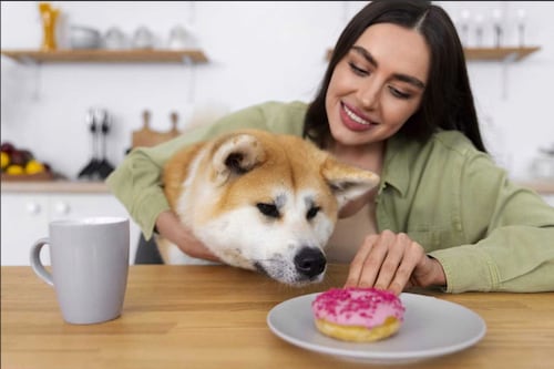Obesidad en perros y gatos: consejos para mantener su salud digestiva y peso ideal