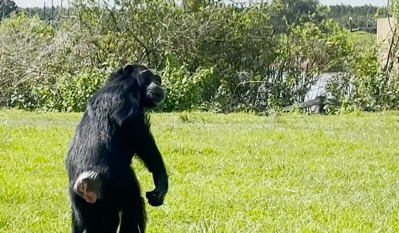 Vainilla se asombra al contemplar el cielo abierto por primera vez