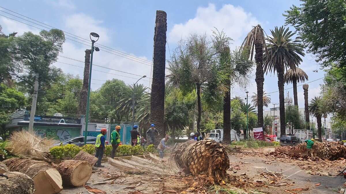 Cortan palmeras de la colonia Narvarte.