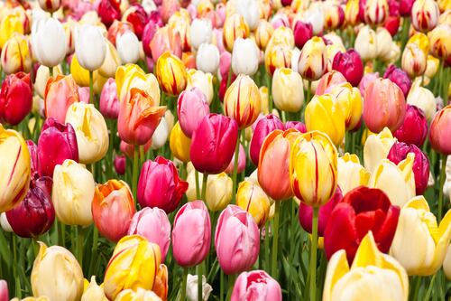 La esencia de las flores y el lujo silencioso se fusionan de manera única