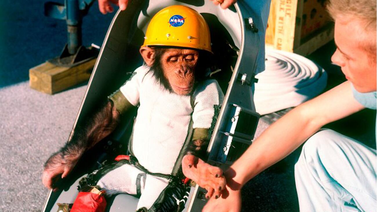 Se cumplen 40 años de la muerte de Ham, el primer chimpancé astronauta de la NASA y el primer homínido que viajó al espacio. Esta es su historia.