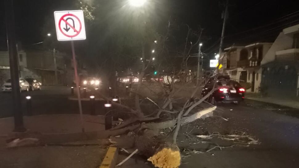 25 árboles derribados.