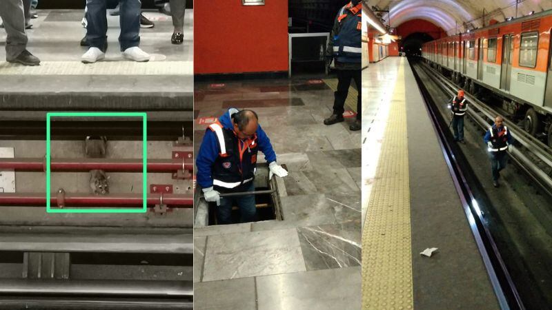 Trabajadores del Metro buscan a cacomixtle en Línea 7 del Metro