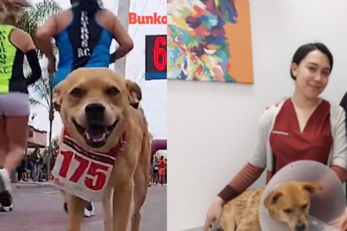 Morena busca regular el uso de animales en TikTok, Instagram y otras redes sociales