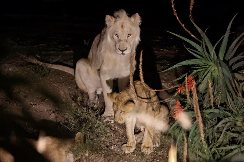 Experiencia con animales.