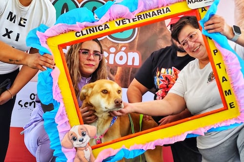 Del frío de la calle al calor de un hogar: Perros peregrinos dejan el abandono y son adoptados