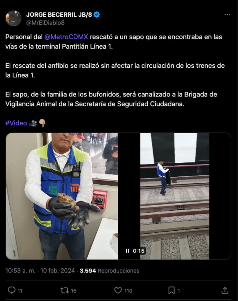 ¿Iba para Chapultepec? Rescatan un sapo en Pantitlán de la Línea 1 del Metro