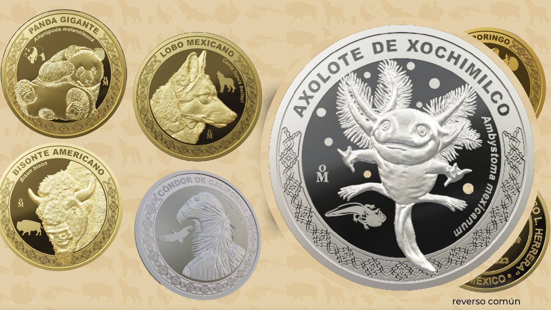 El ajolote es una especie endémica de México y en peligro crítico de extinción.