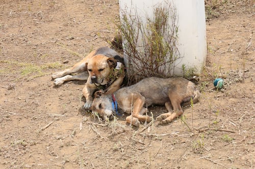 Buscan hogar para 858 perritos del Refugio Franciscano: así puedes adoptar o donar accesorios