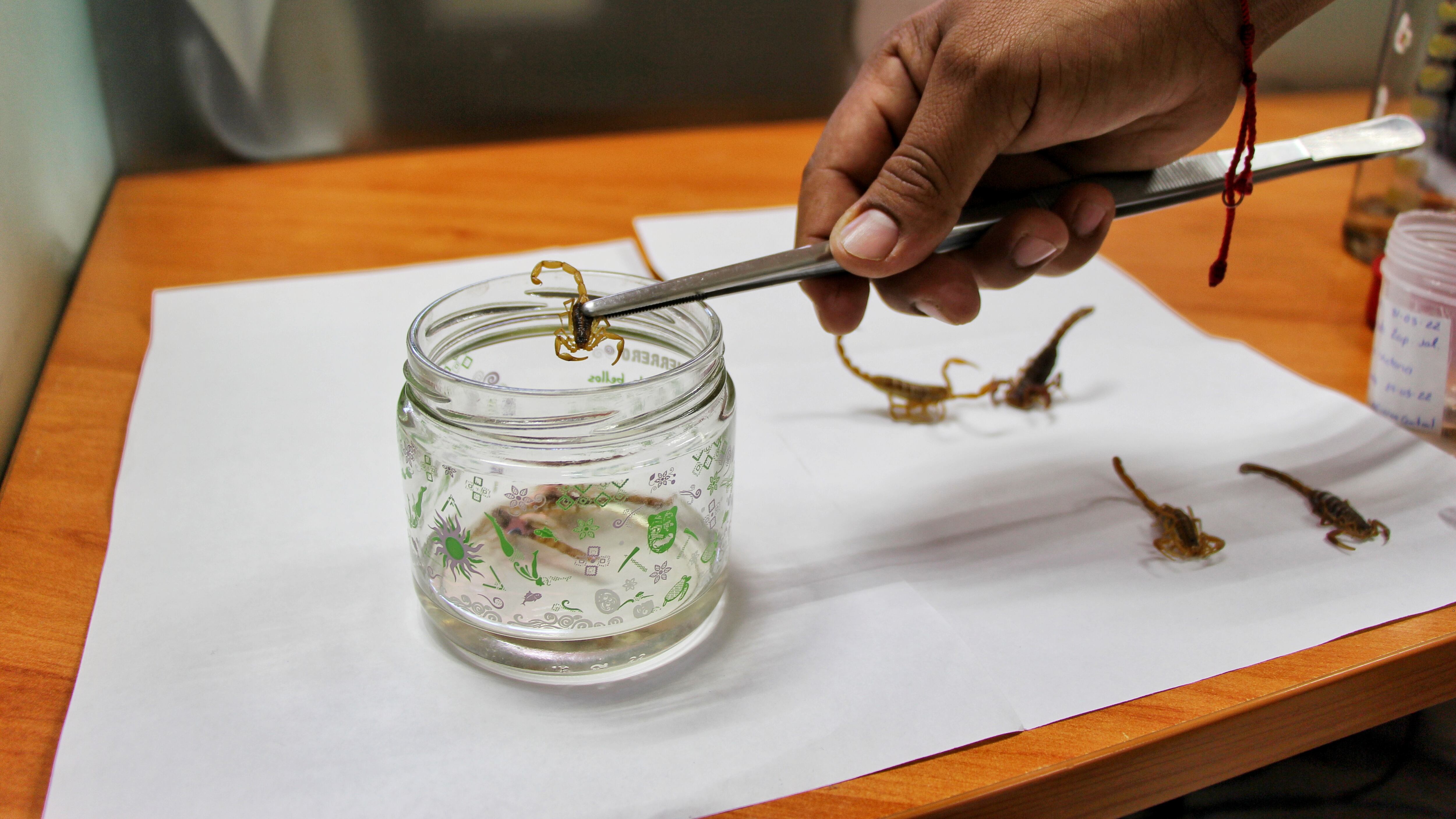 Si bien hay una reducción de personas con picaduras comparado a 2021, la cantidad de pacientes es numerosa, más de ocho mil.