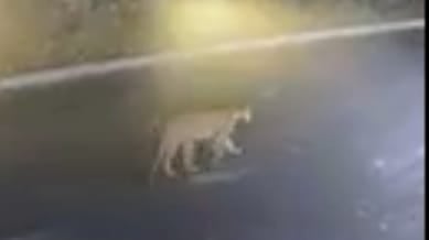 Los pumas son capaces de recorrer 30 kilómetros por día.