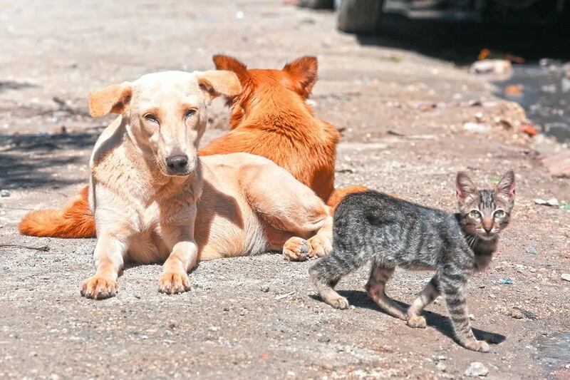 Las sanciones legales por causar la muerte de un animal en Jalisco puede llegar a la inclusión de hasta cinco años de cárcel. ESPECIAL