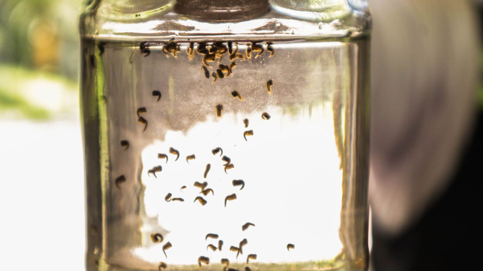 Hasta el momento, la entidad presenta casi 5 mil casos de esta enfermedad viral causada por la picadura de mosquito.