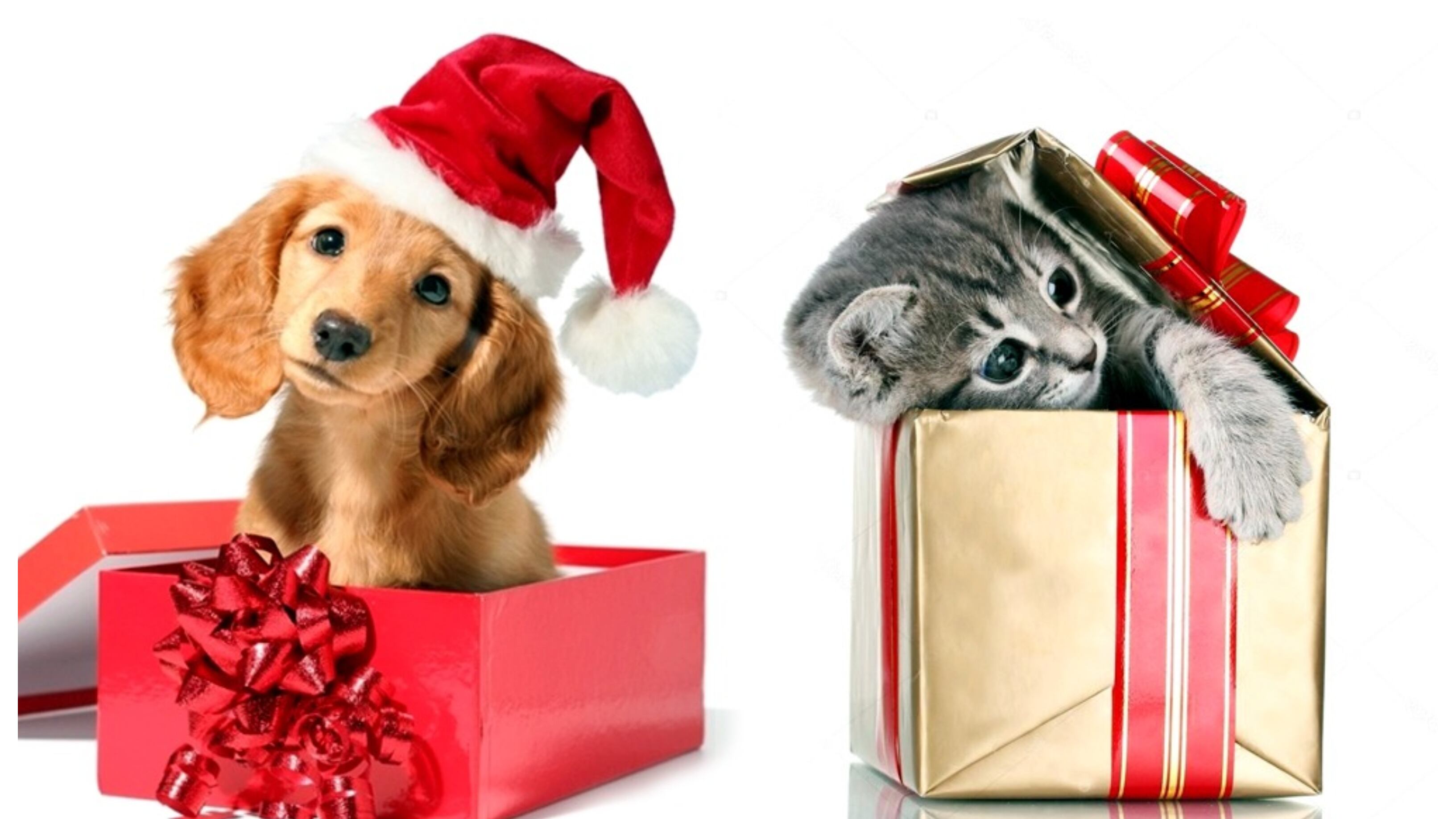 Mascotas de regalo en Navidad