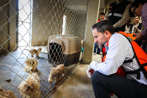 División Ambiental rescata 56 perritos de criadero ilegal en Juárez: estaban en condiciones de mala higiene y algunos con desnutrición