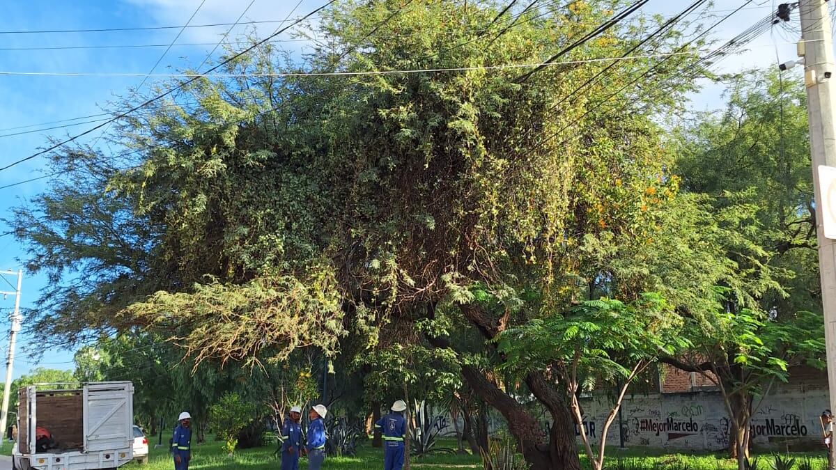 Ataca a más de la mitad de los árboles de la ciudad.