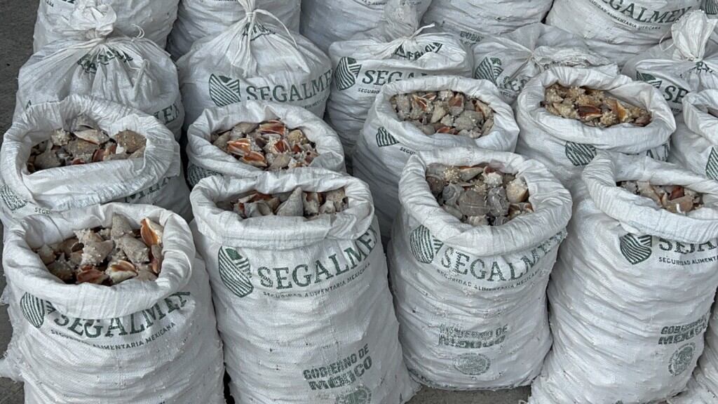 La droga se hallaba escondida entre caracoles marinos dentro de un contenedor marítimo. (Gobierno de Hong Kong)
