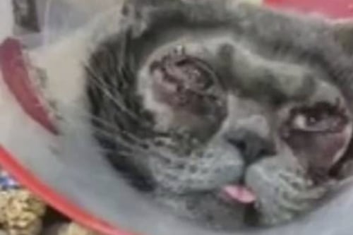 Mujer gasta una fortuna en cirugías plásticas… ¡para su gato!