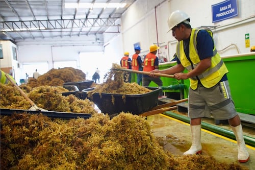 Semarnat busca convertir crisis del sargazo en oportunidad de economía circular en Quintana Roo