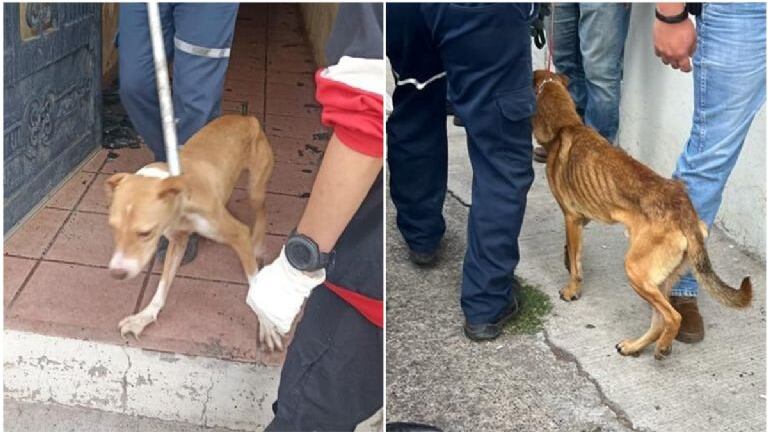 La Fiscalía estatal indicó que continúa con las investigaciones que la lleven a dar con los responsables.