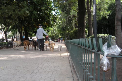 ¿Cuál es la forma correcta de desechar las heces de las mascotas con los cambios en CDMX?