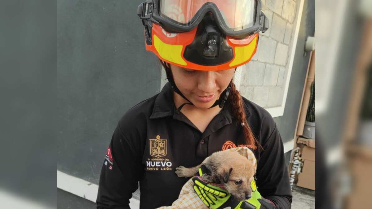 La mascota tiene apenas cuatro semanas de edad.