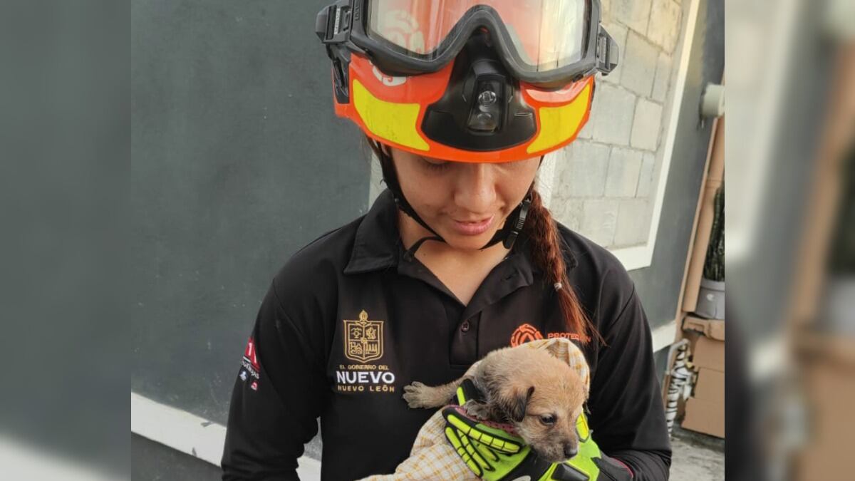 La mascota tiene apenas cuatro semanas de edad.