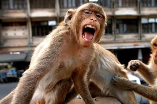 Campal entre ‘pandillas’ rivales de monos moviliza a la policía de Lop Buri en Tailandia