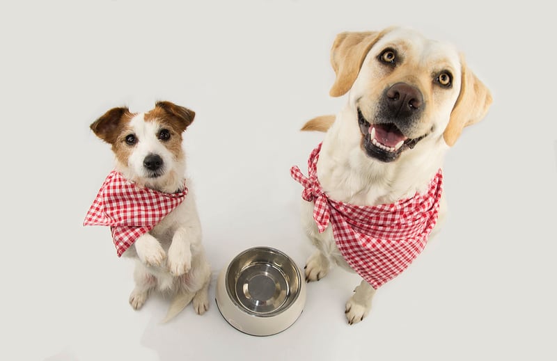 Evita darle estos alimentos a tus perros