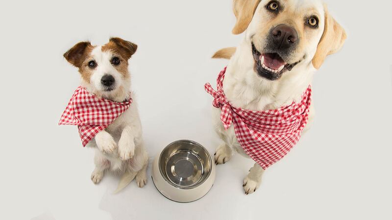 Evita darle estos alimentos a tus perros
