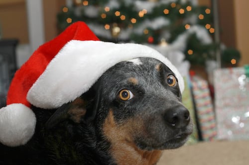 Perros y gatos sufren un ‘infierno’ por la pirotecnia en fiestas de fin de año
