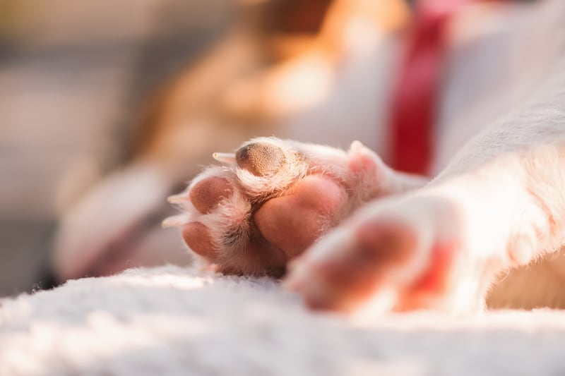 Pérdida de una mascota