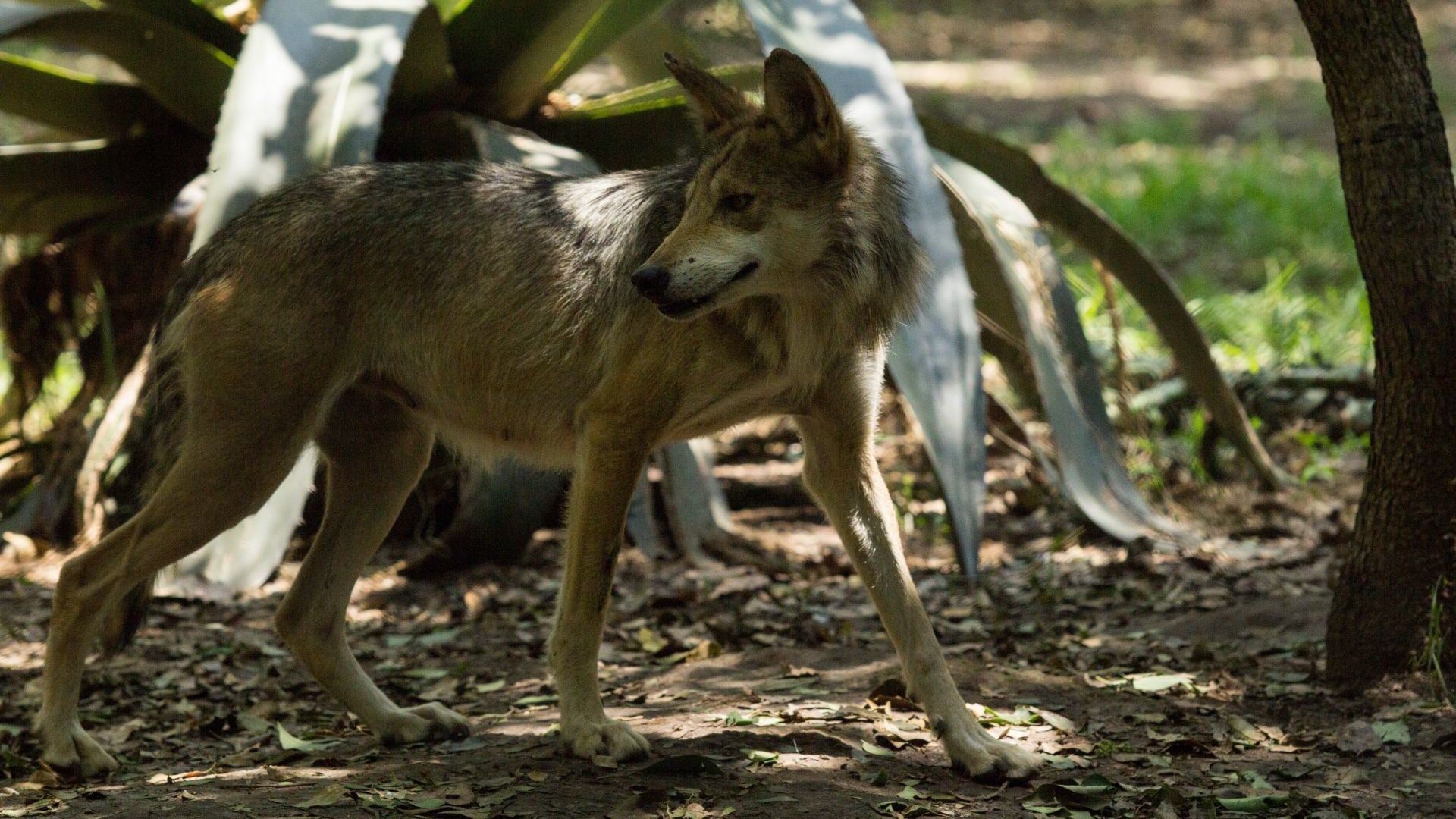 El lobo mexicano está en peligro de extinción (Cuartoscuro).